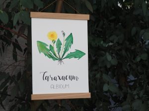Löwenzahn